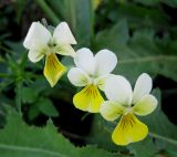 Viola tricolor