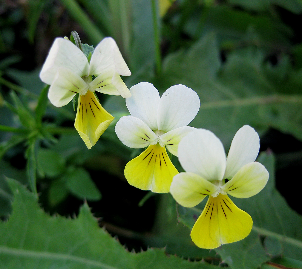 Изображение особи Viola tricolor.