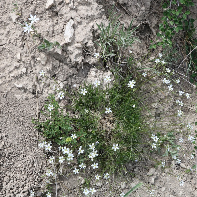 Image of Minuartia lineata specimen.