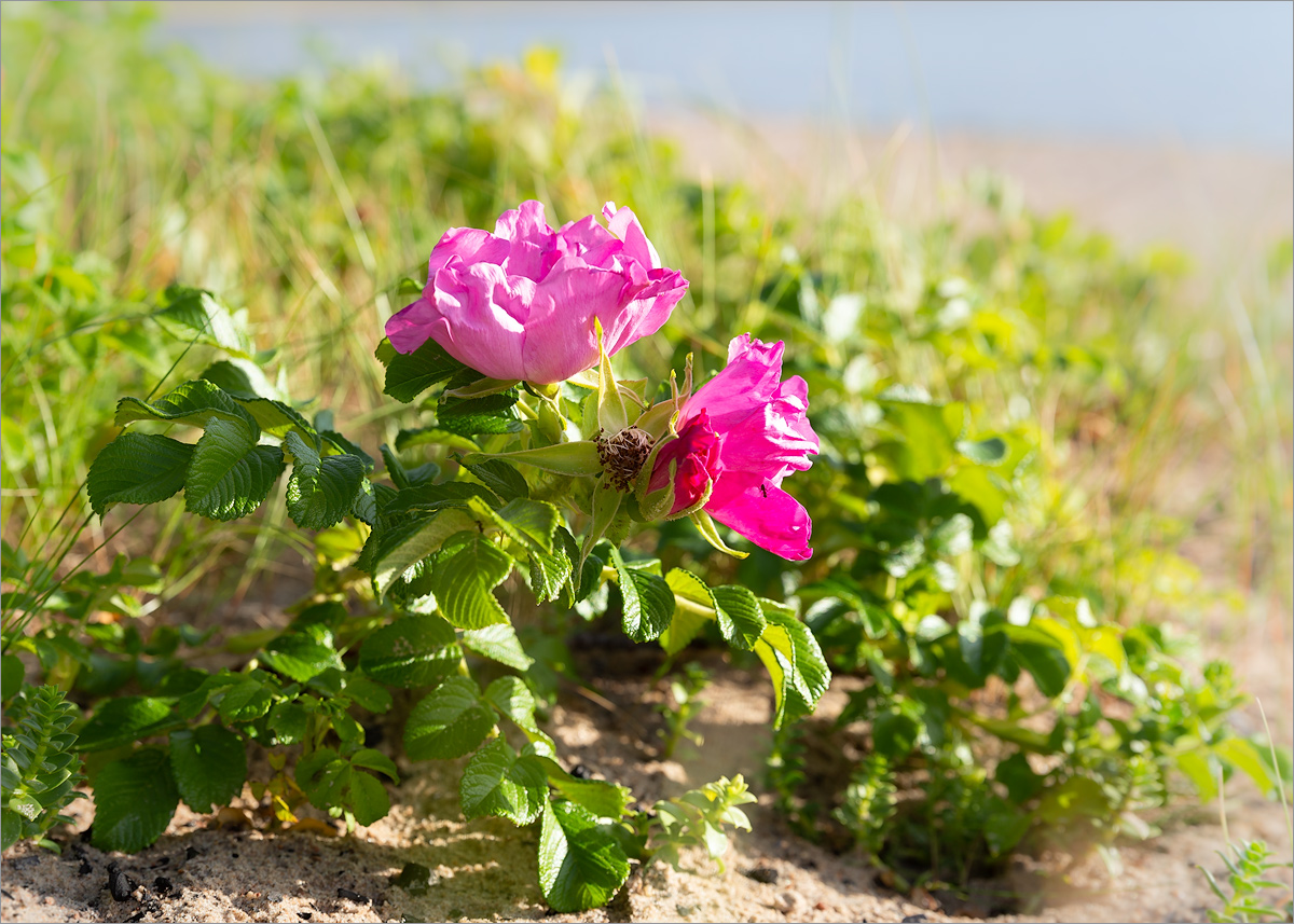 Изображение особи Rosa rugosa.