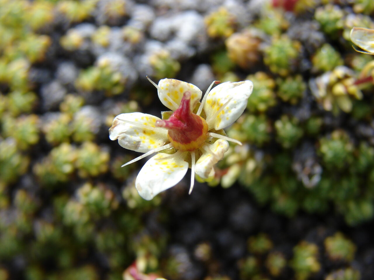 Изображение особи Saxifraga bryoides.