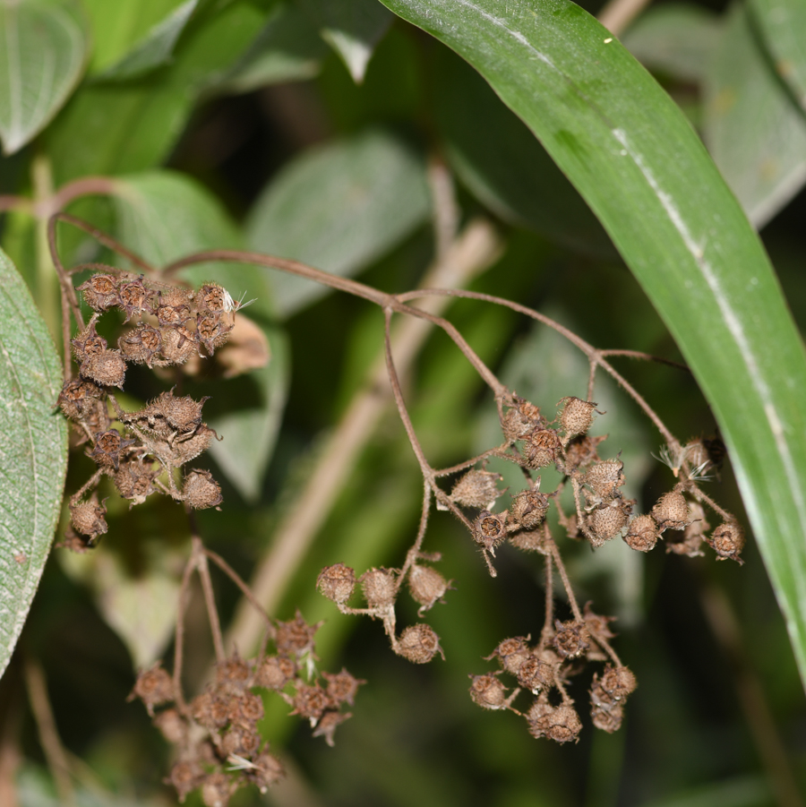 Image of familia Melastomataceae specimen.