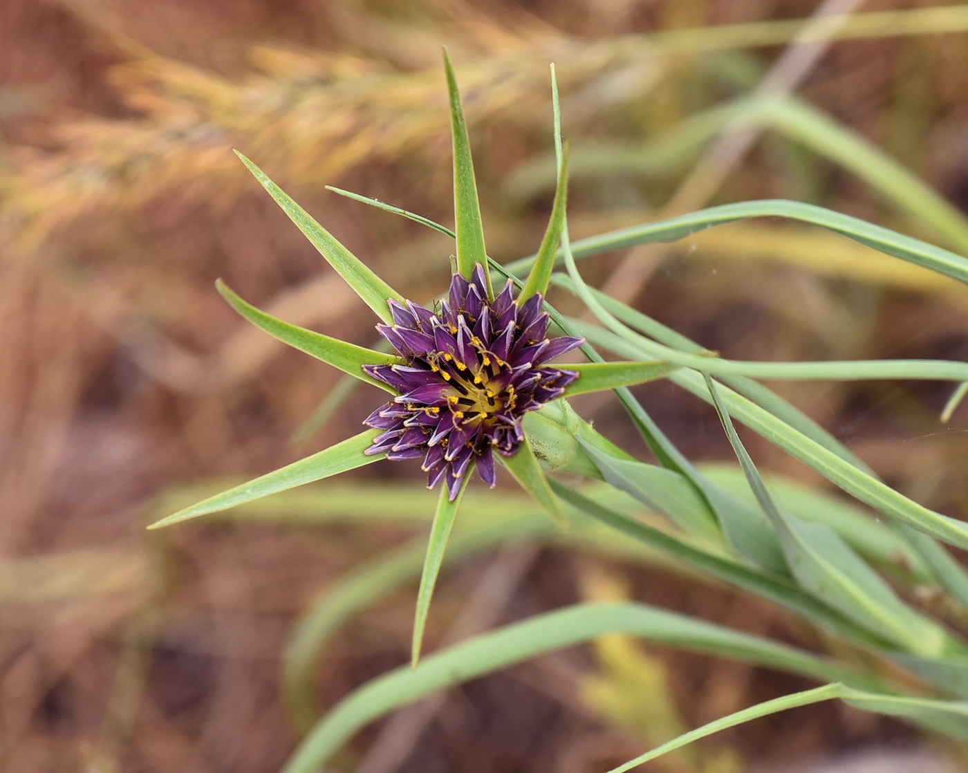 Image of Tragopogon krascheninnikovii specimen.