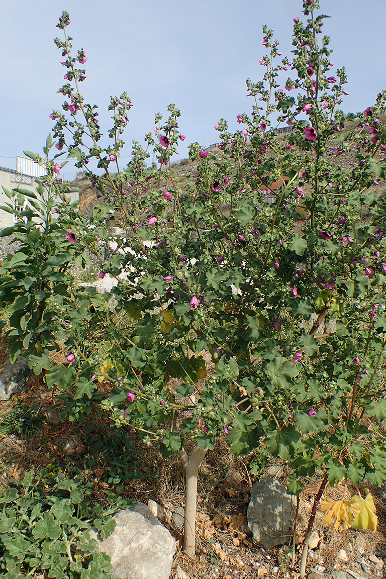 Image of Malva arborea specimen.