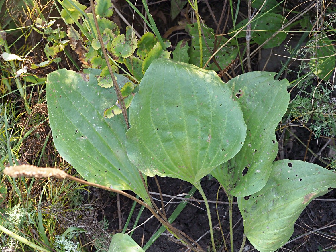 Изображение особи Plantago maxima.