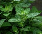 genus Mentha