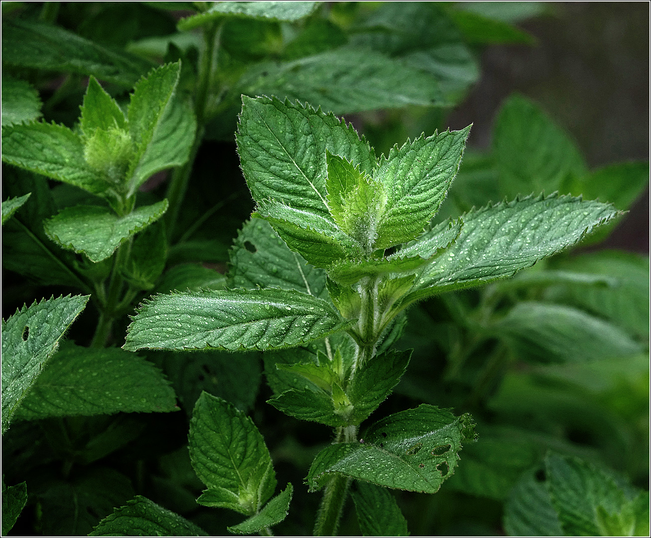 Изображение особи род Mentha.