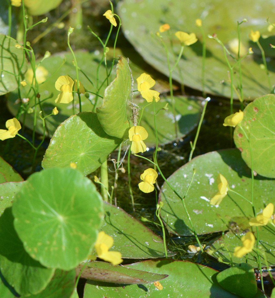 Изображение особи Utricularia gibba.