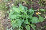 Pulmonaria obscura