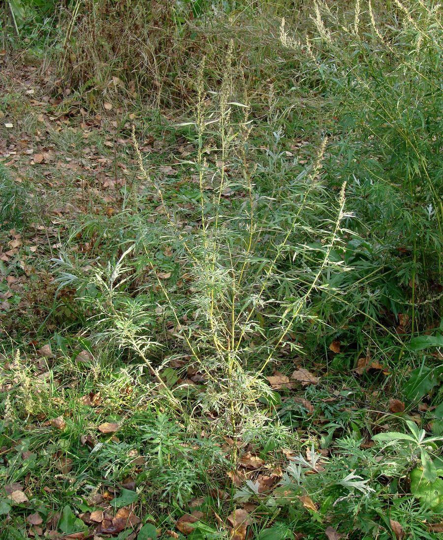 Image of Artemisia vulgaris specimen.