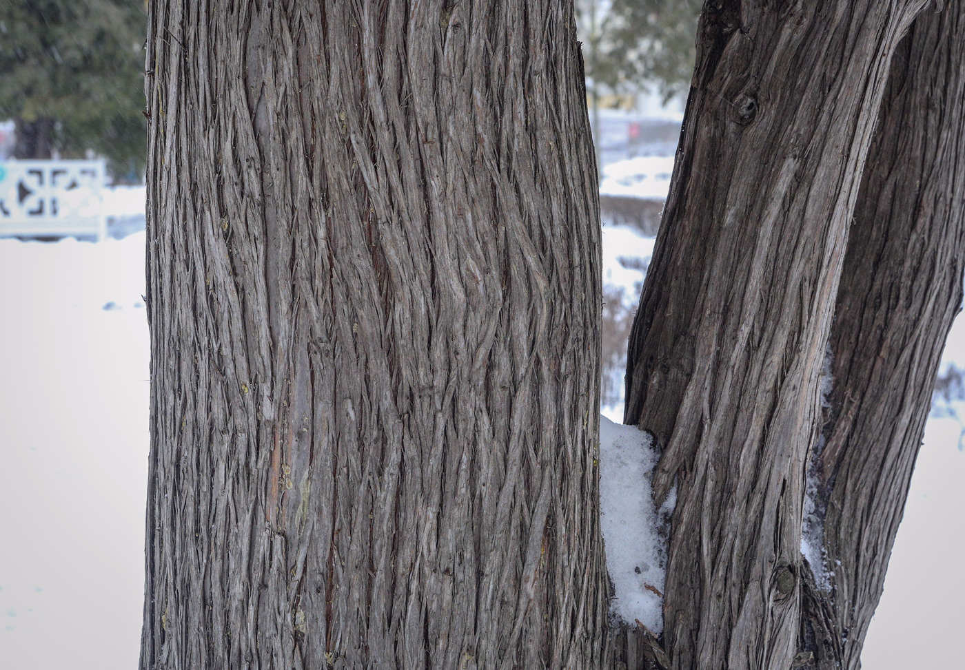 Image of Thuja occidentalis specimen.