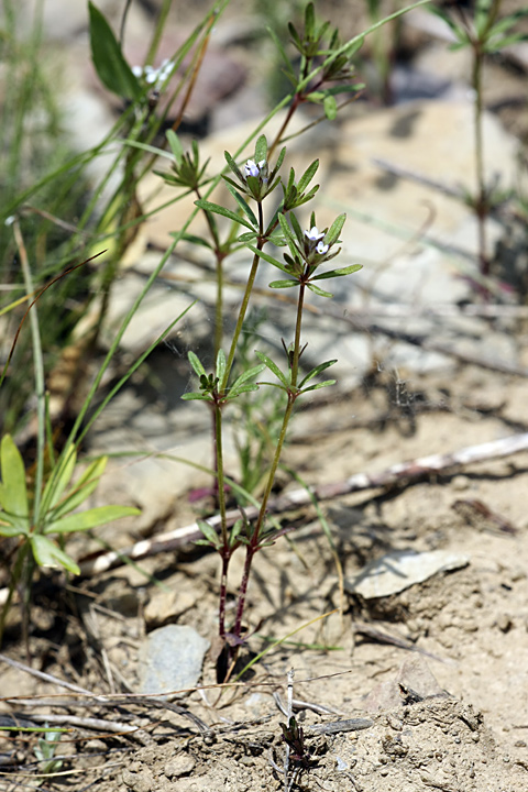 Image of Asperula setosa specimen.