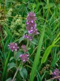 Clinopodium chinense. Верхушка цветущего растения. Приморье, Хасанский р-н, п-ов Гамова, окр. бухты Тёплая, приморский луг. 02.08.2021.