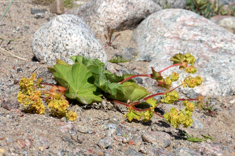 Изображение особи Alchemilla conglobata.