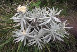 семейство Asteraceae. Цветущее растение. Папуа Новая Гвинея, регион Уэстерн-Хайлендс, окр. Camp JJ Komane mambuno. 18.08.2009.