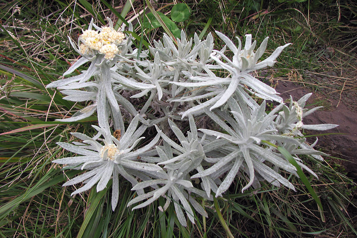 Изображение особи семейство Asteraceae.