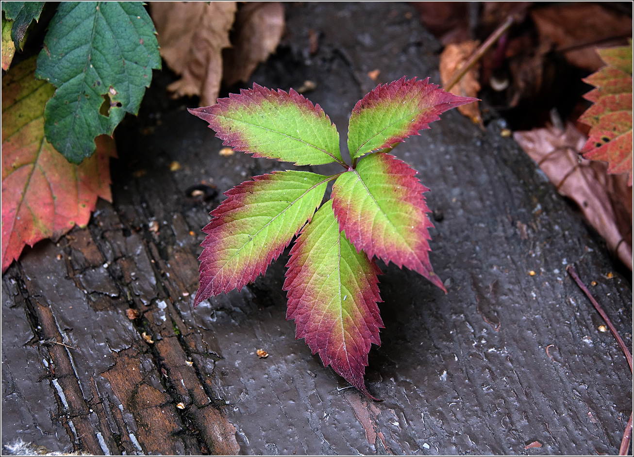 Image of Parthenocissus quinquefolia specimen.