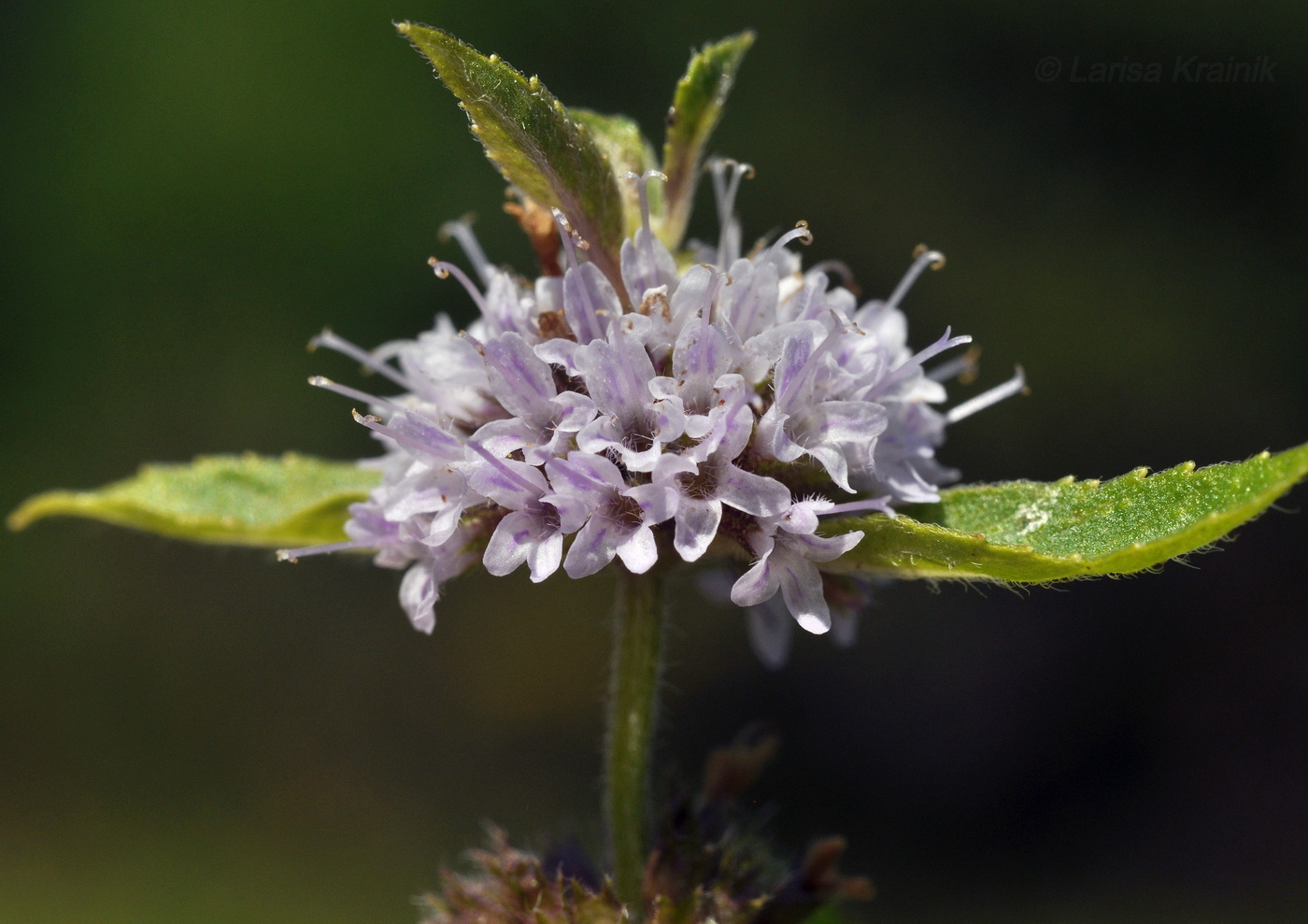 Image of Mentha canadensis specimen.