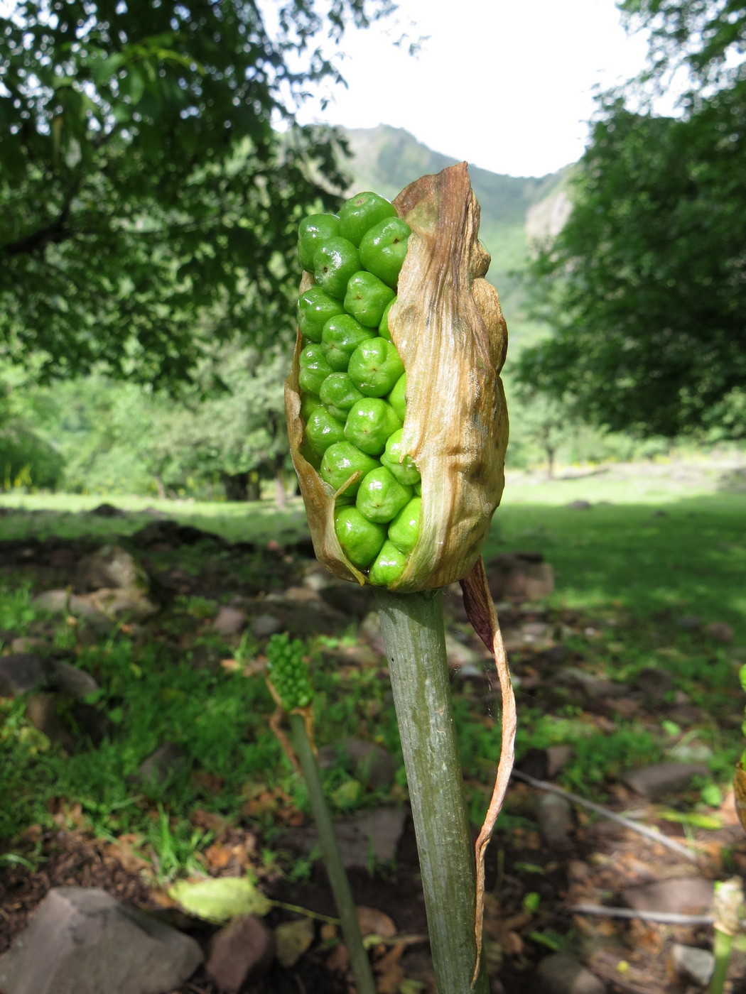 Image of Arum korolkowii specimen.