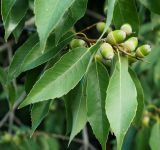 Quercus myrsinaefolia. Верхушка побега с плодами. Абхазия, г. Сухум, в культуре. 25.09.2022.