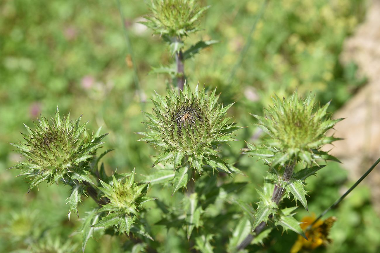 Image of Carlina biebersteinii specimen.