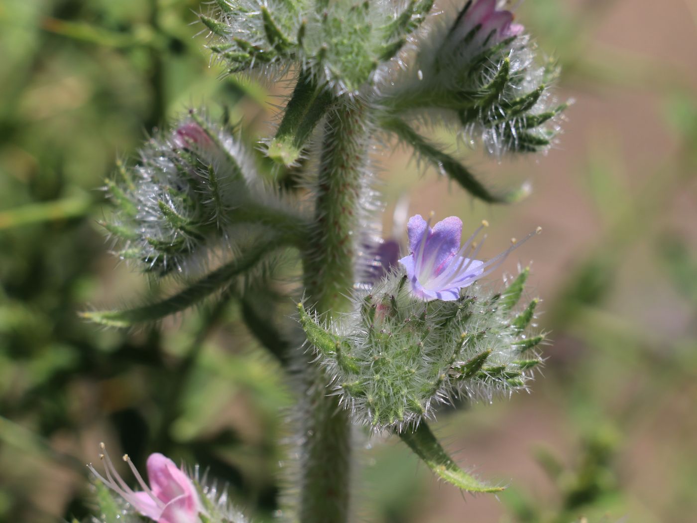 Изображение особи Echium biebersteinii.