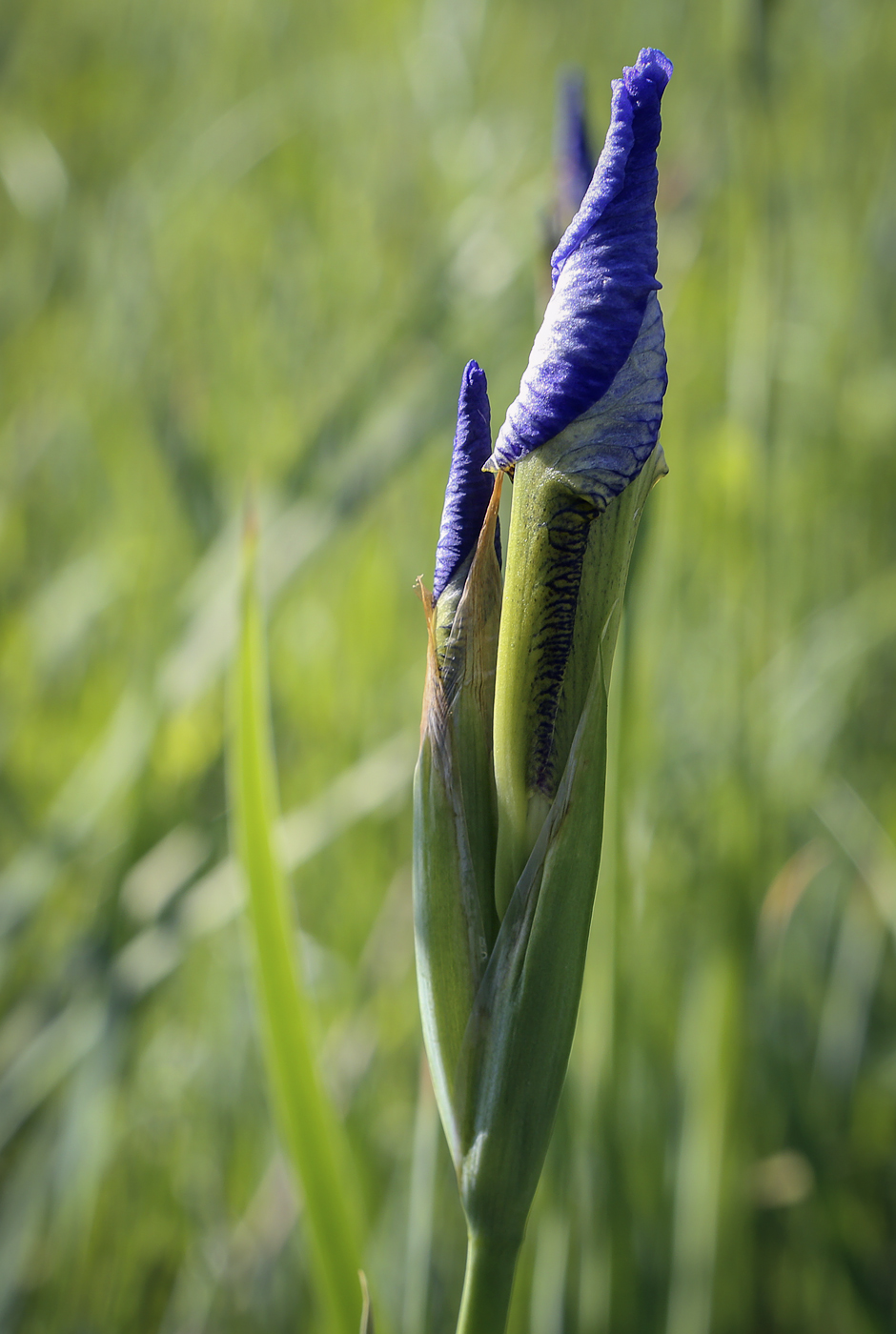 Изображение особи Iris sanguinea.