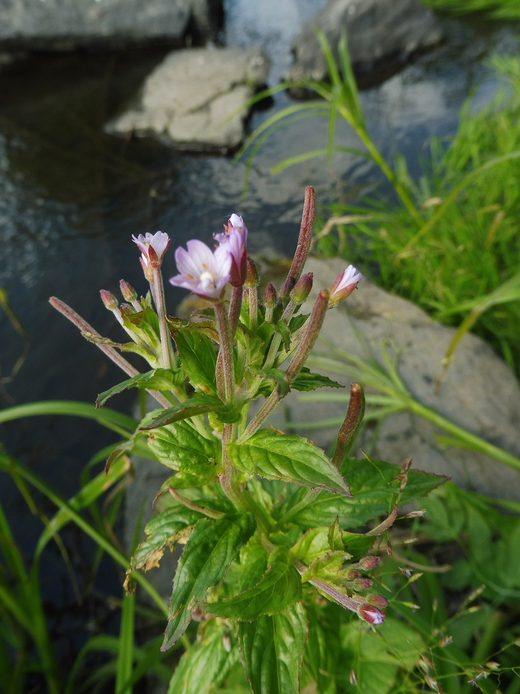 Image of Epilobium parviflorum specimen.