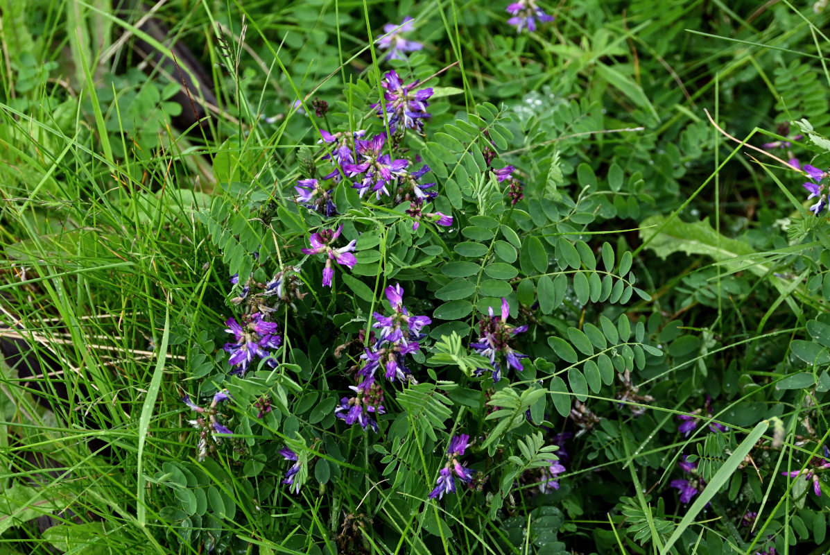 Image of Astragalus subpolaris specimen.