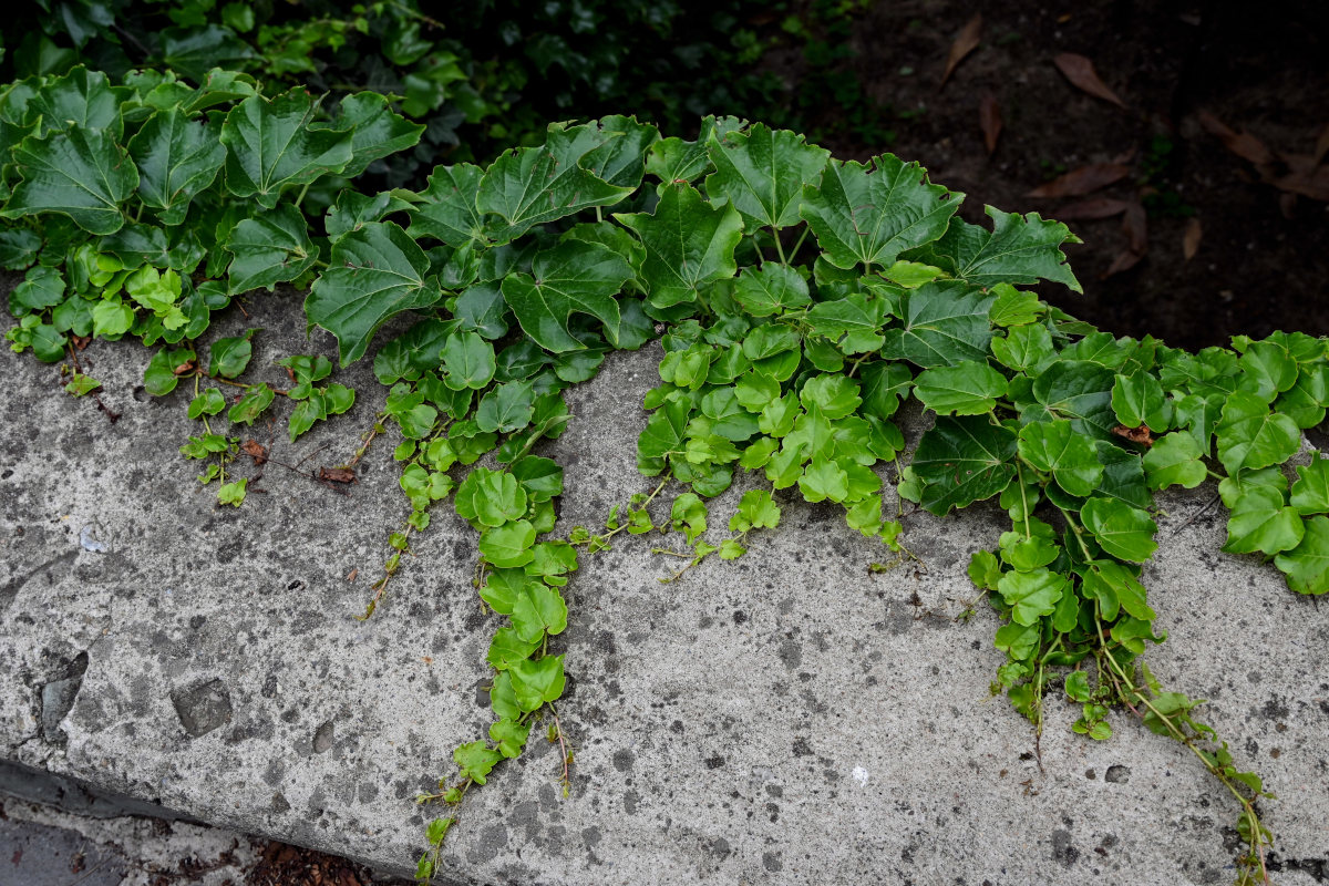 Изображение особи Parthenocissus tricuspidata.