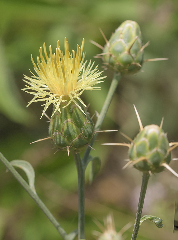 Image of Centaurea salonitana specimen.