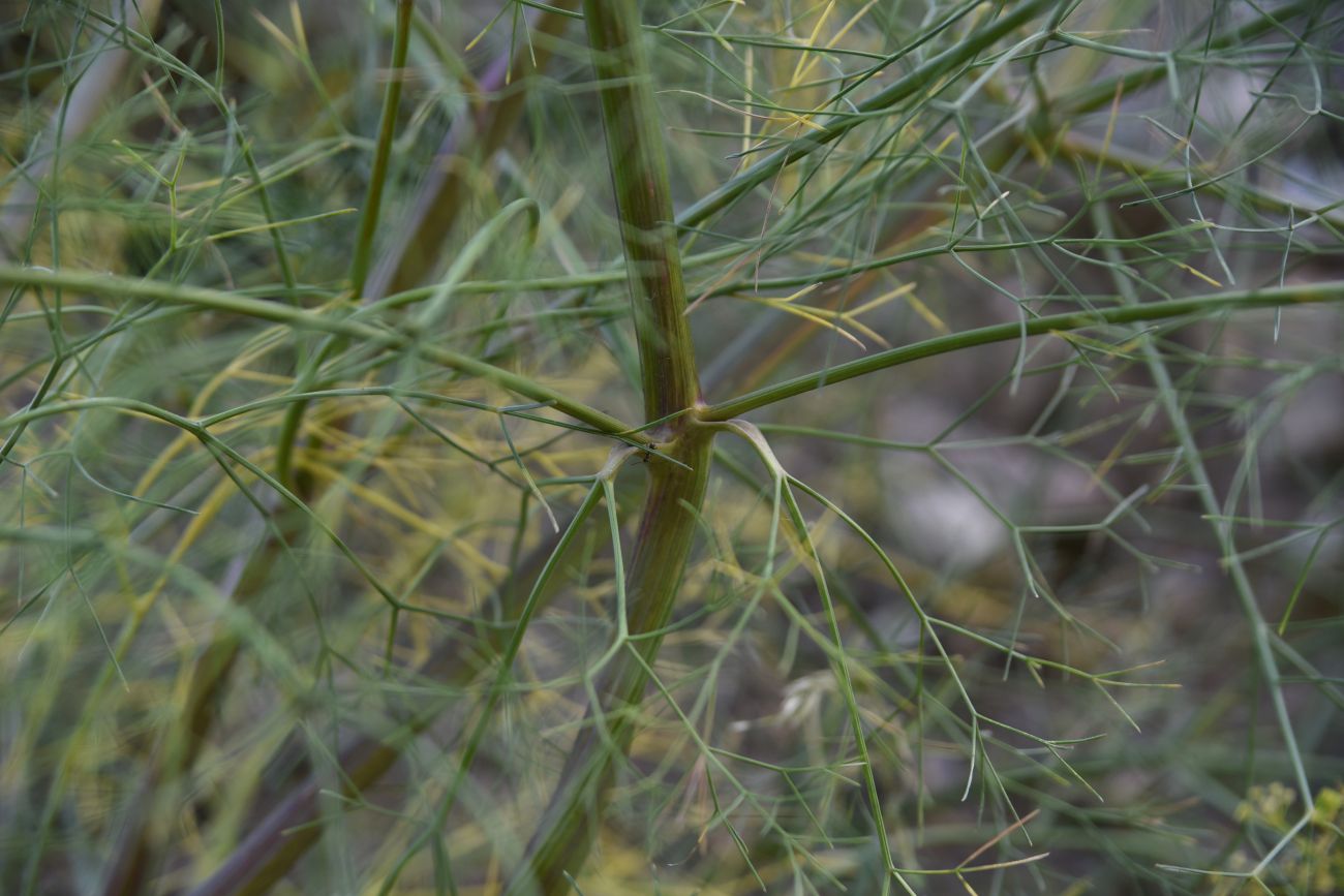 Image of Bilacunaria microcarpos specimen.