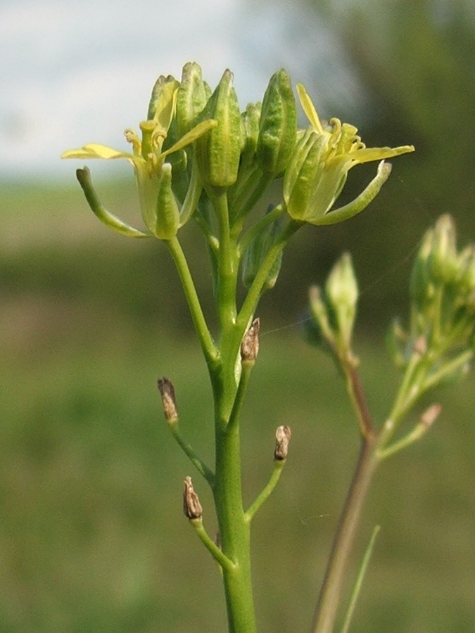 Image of Sisymbrium altissimum specimen.