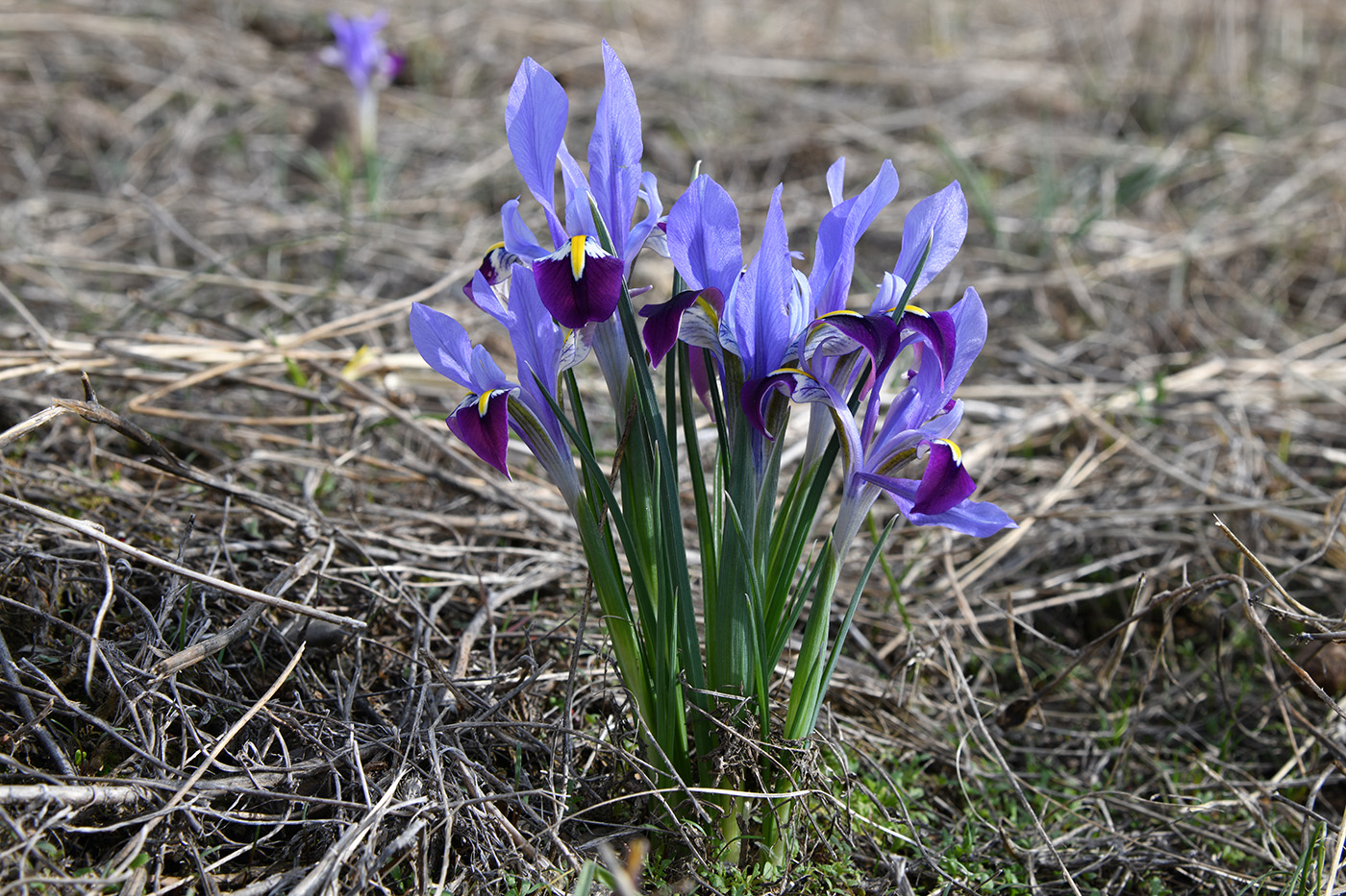 Image of Iridodictyum kolpakowskianum specimen.