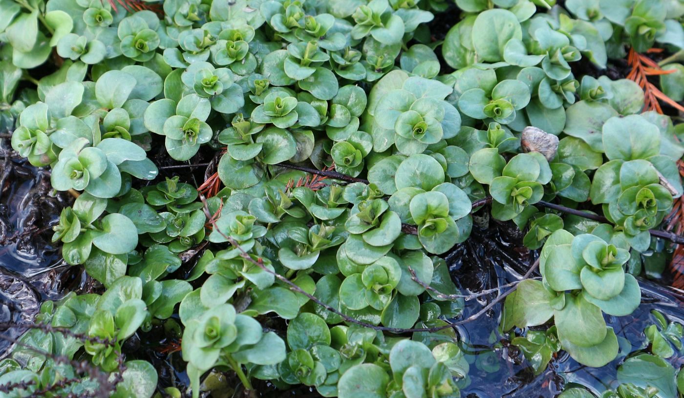 Image of genus Veronica specimen.