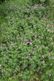Смотреть изображение Geranium sanguineum