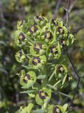 Euphorbia characias. Верхушка соцветия с завязями. Испания, автономное сообщество Каталония, провинция Жирона, комарка Баш Эмпорда, муниципалитет Калонже, пустырь. 04.04.2024.