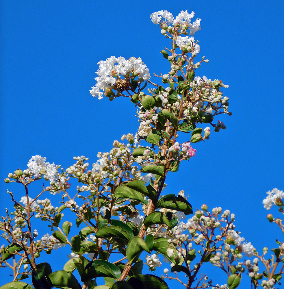 Image of Lagerstroemia indica specimen.