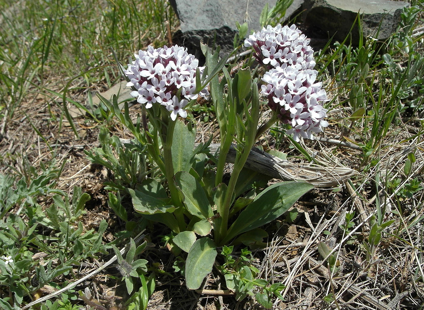 Изображение особи Valeriana chionophila.