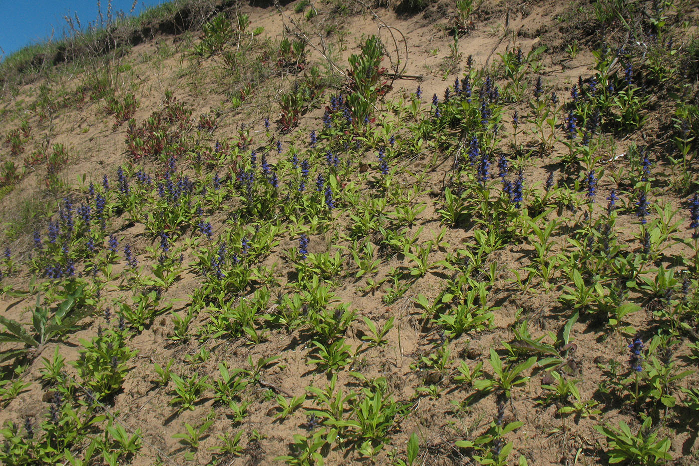 Изображение особи Ajuga genevensis.