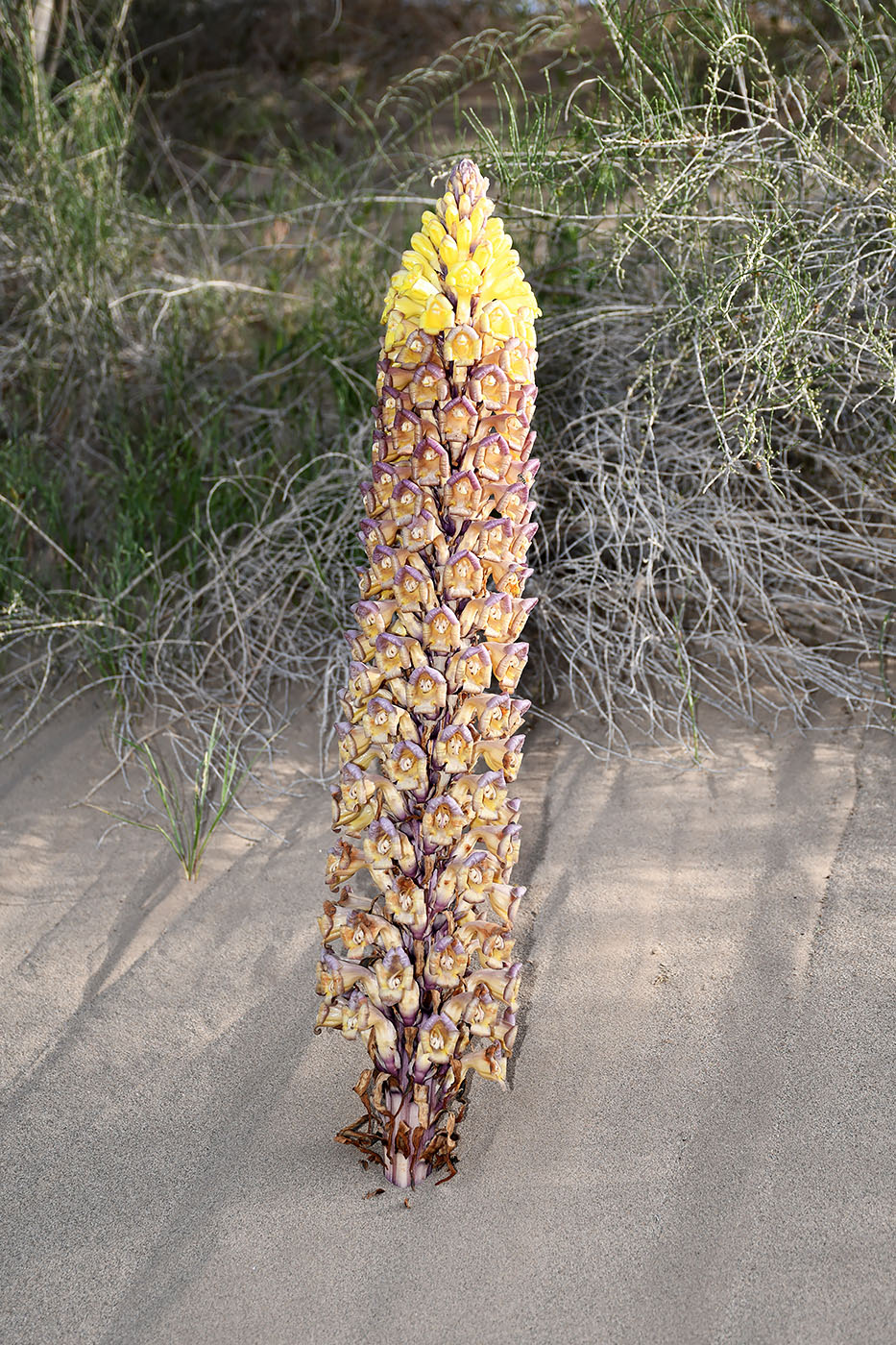 Image of Cistanche flava specimen.