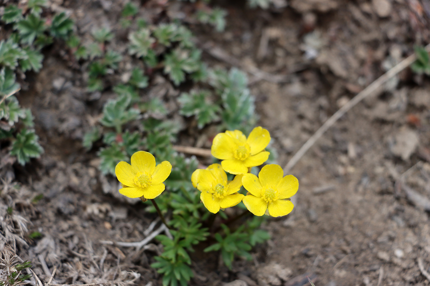 Изображение особи Ranunculus rubrocalyx.