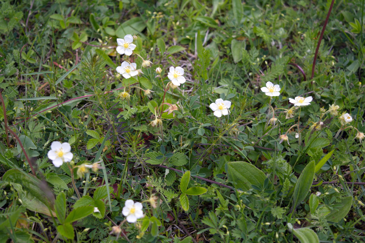 Изображение особи род Fragaria.