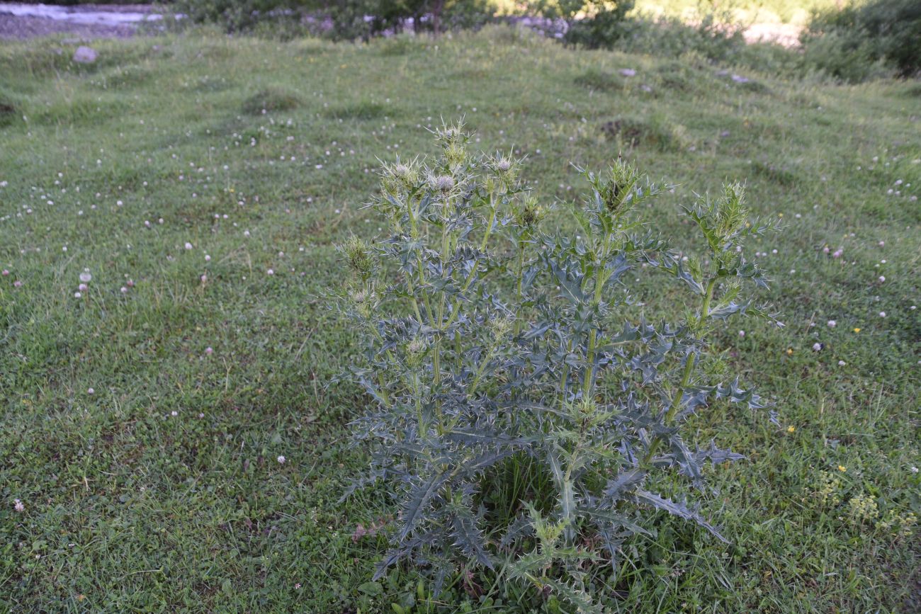 Image of Cirsium pugnax specimen.