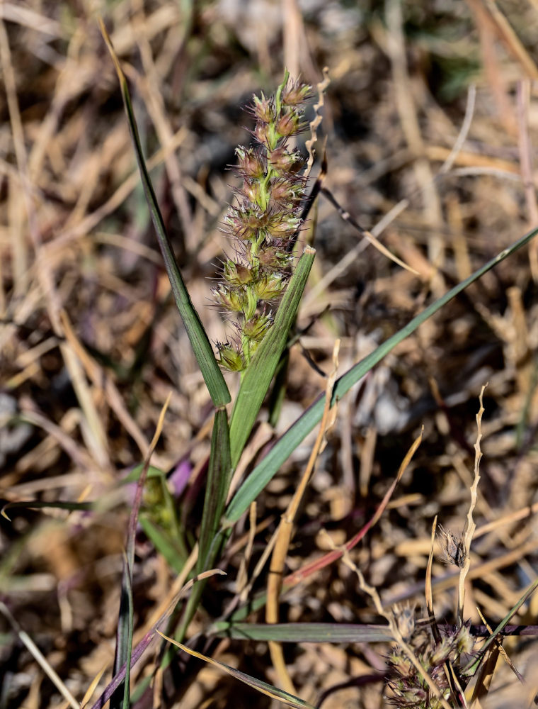 Image of Cenchrus echinatus specimen.