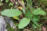 Hieracium distractifolium. Прикорневая розетка листьев (узкие голые листья - Bistorta vivipara). Мурманская обл., Кольский р-н, долина р. Западная Лица, у падунов, березняк. 02.08.2022.