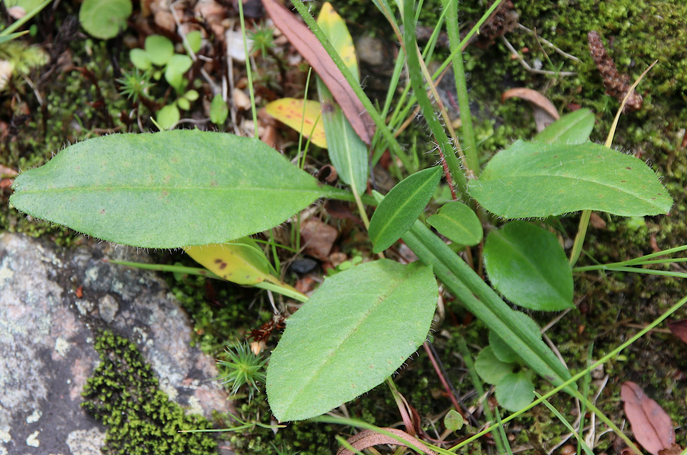 Image of Hieracium distractifolium specimen.