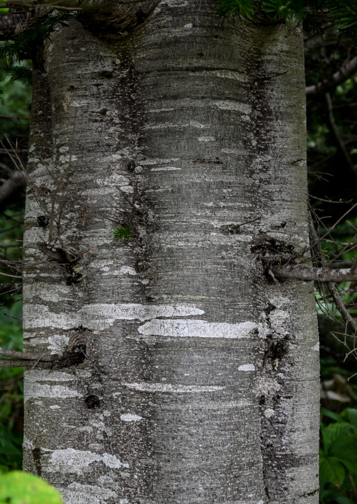 Изображение особи Abies sachalinensis.