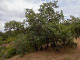 genus Quercus. Вегетирующие растения. Крым, Южный Берег, окр. пос. Лесной, дубово-кустарниковое редколесье. 26.05.2024.