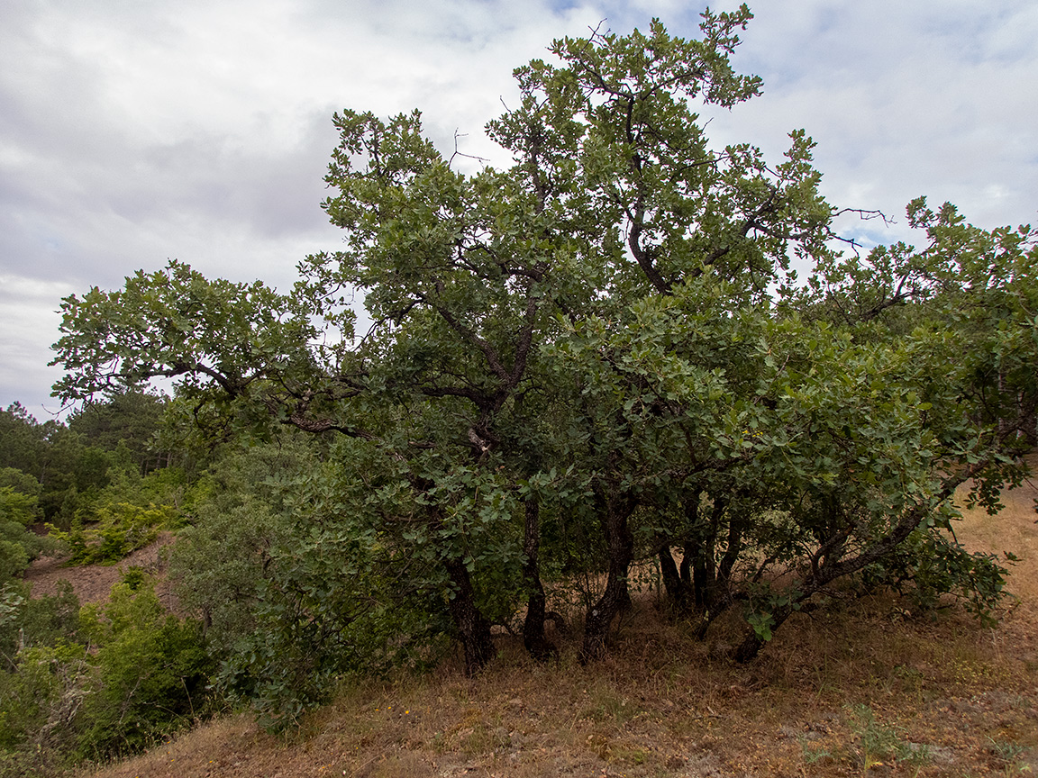 Изображение особи род Quercus.